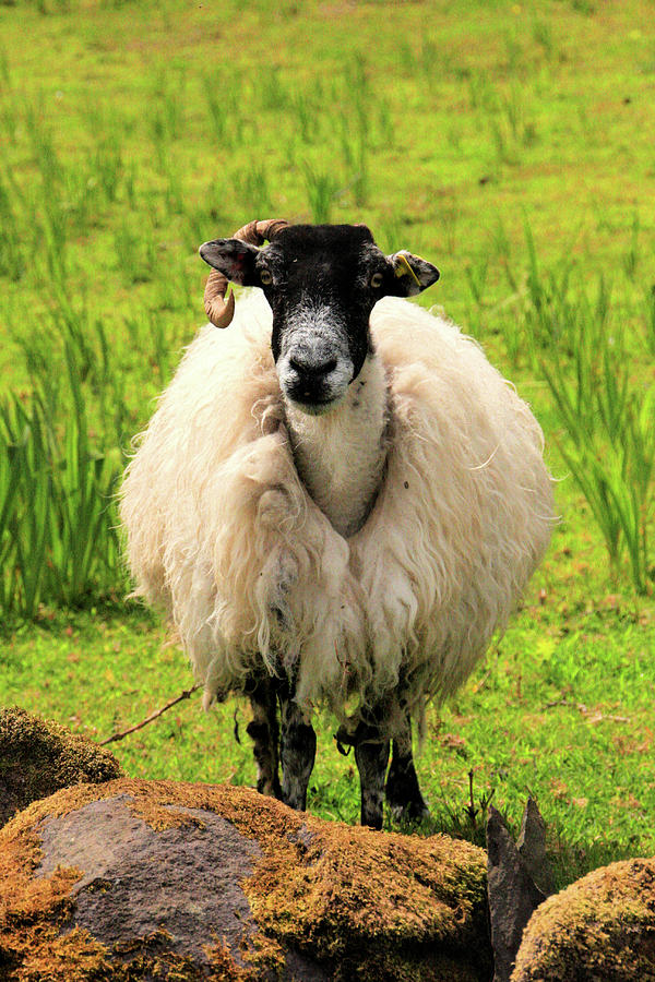 Sheep Photograph - Cloghane Baaadass by Mark Callanan