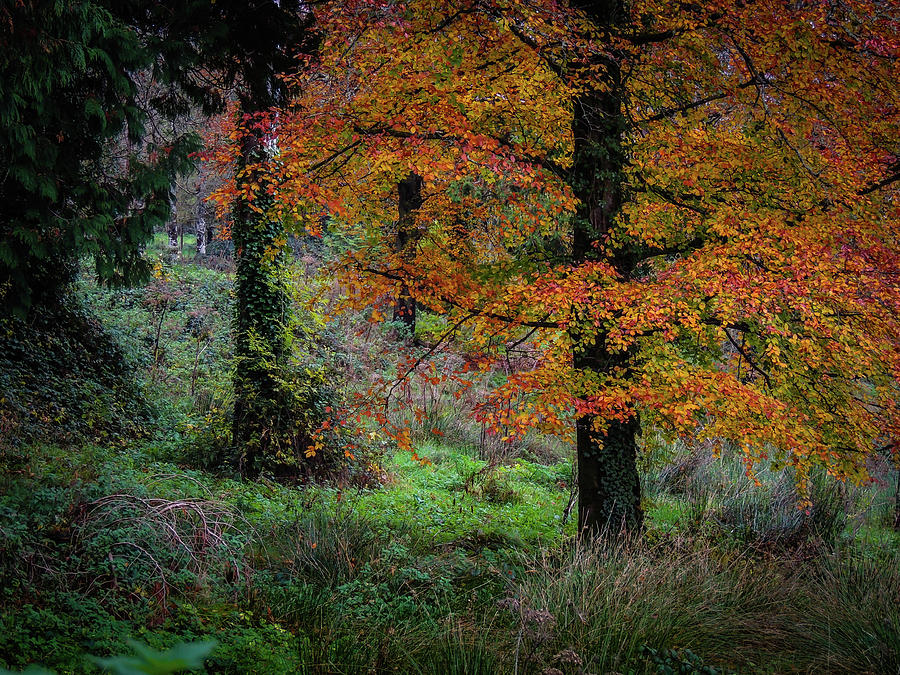 Clondegad Woods in Autumn Photograph by James Truett Clondegad Woods in Autumn Photograph by James Truett