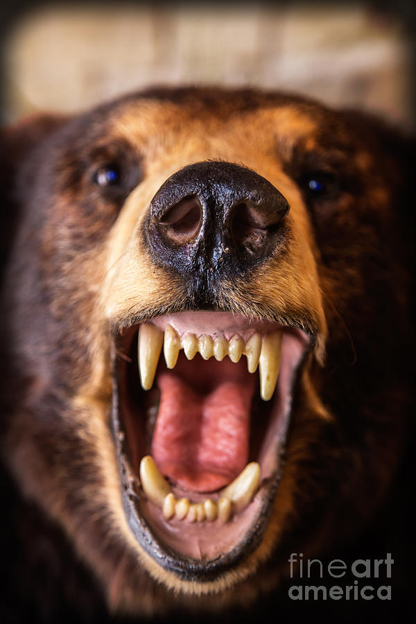 Close Encounter Bear Photograph by Edward Fielding