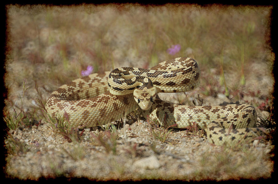 Snake Photograph - Close Encounter by Ernest Echols