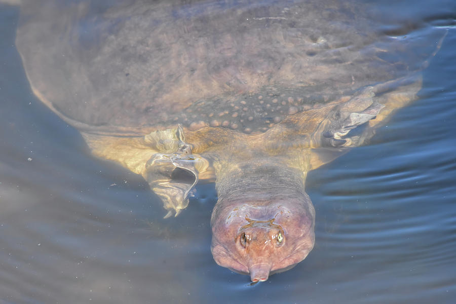 Reptile Photograph - Close Encounter Of A Turtle Kind by William Tasker