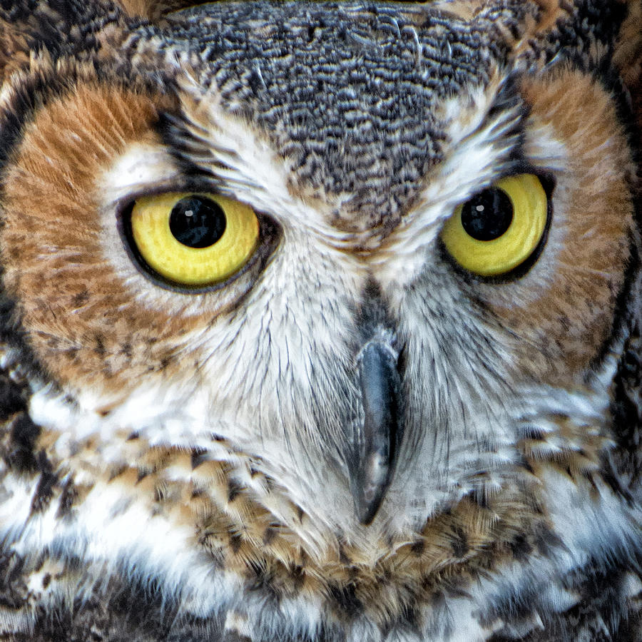 Close Encounter With A Great Horned Owl Photograph by Mitch Spence
