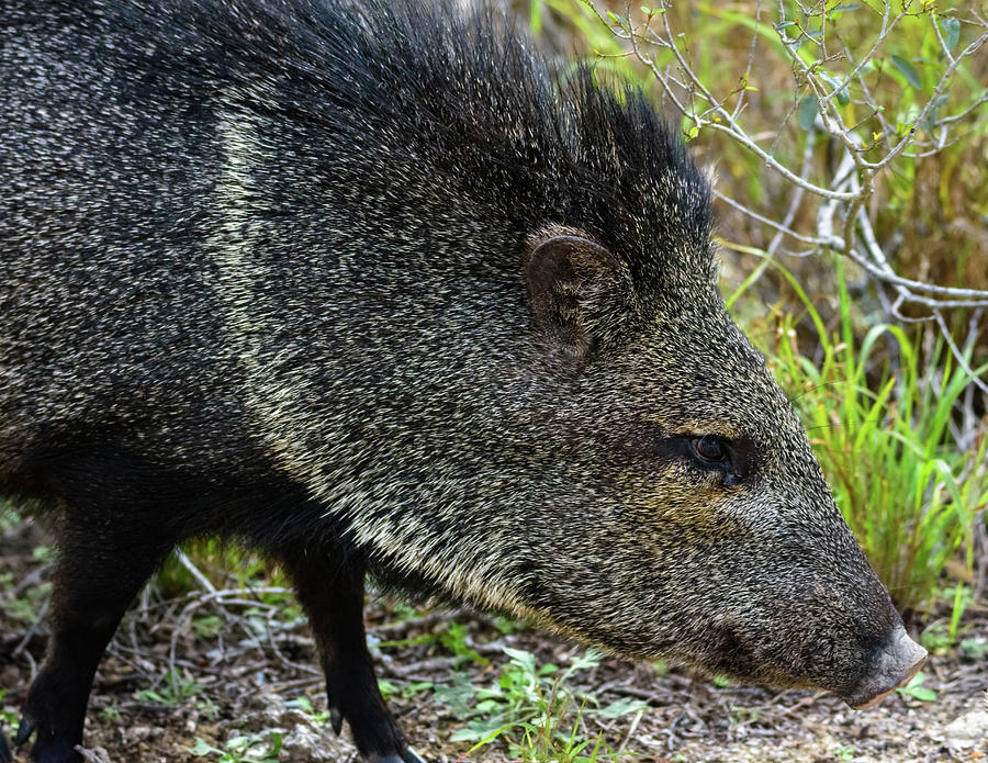 Close Encounter With the Javelina at Falcon State Park of Texas Photograph by Debra Martz