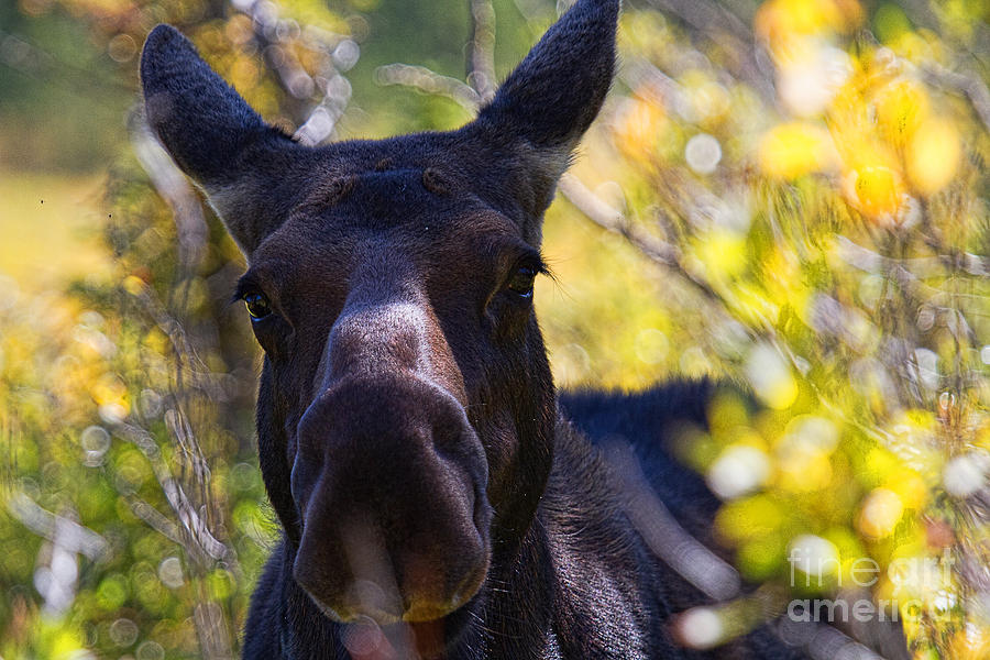 Moose Photograph - Close Encounters of the Moose Kind by Jim Garrison