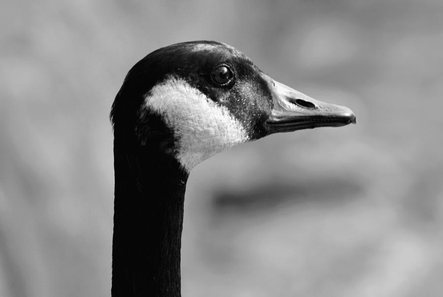 Goose Photograph - Close Encounters of the Second Kind B n W by Richard Andrews