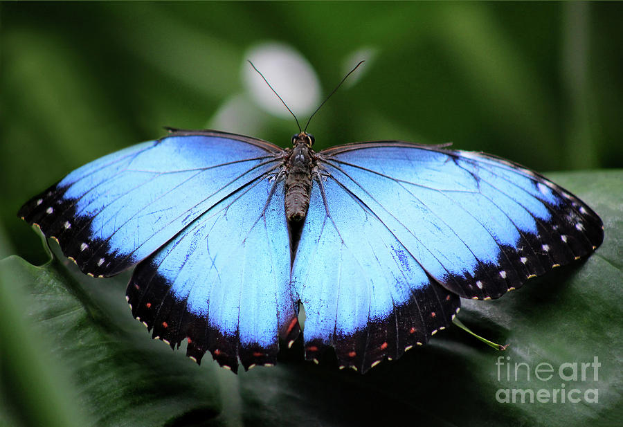 Close to Blue Morpho Butterfly Photograph by Karen Adams