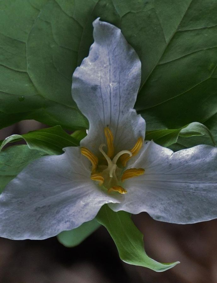 Close to the Trillium Photograph by Charles Lucas