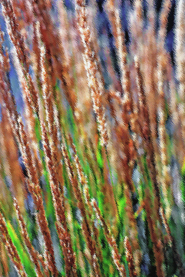 Nature Photograph - Close Up - Ornamental Fountain Grass by Steve Ohlsen