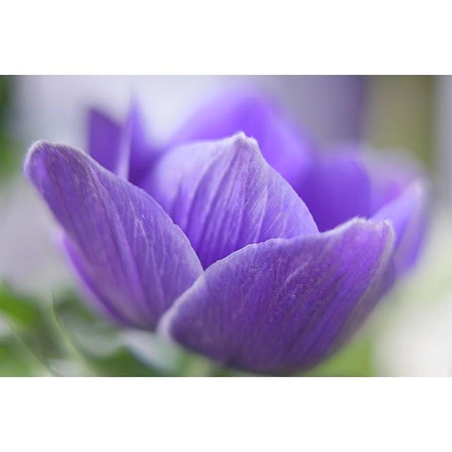 Close Up Anemone ✨ #flowersandmacro Photograph by Sungi Verhaar