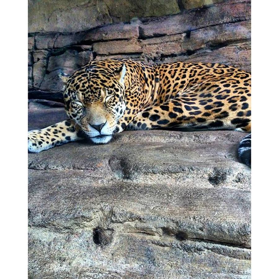 Nature Seekers Photograph - Close Up At The @woodlandparkzoo 🐆 by M E G A N  E L I Z A B E T H