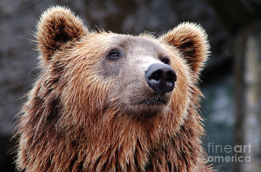 Close Up Bear Photograph by MGL Meiklejohn Graphics Licensing