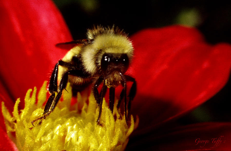 Close up bee Photograph by George Tuffy