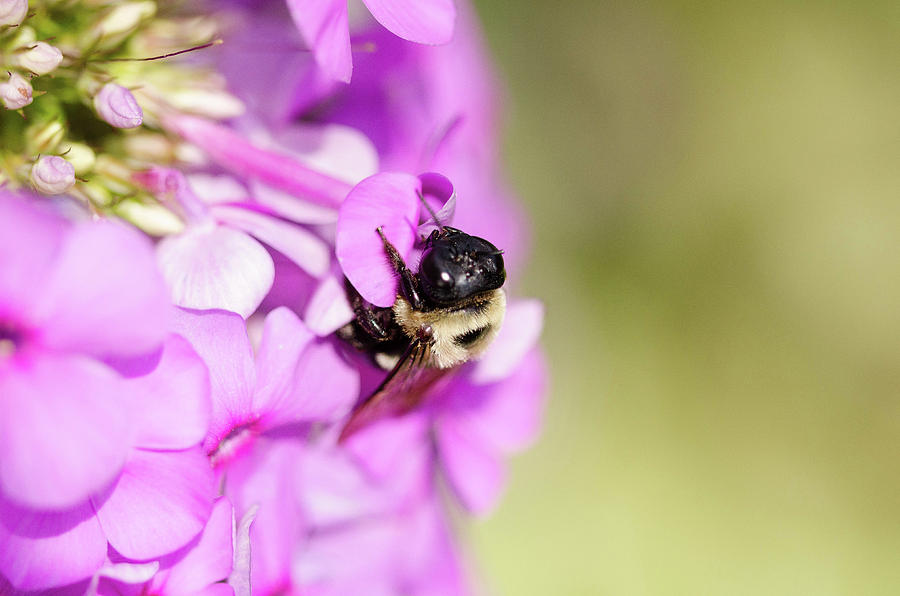 Close-Up Bee by Nikki Watson McInnes Close-Up Bee by Nikki Watson McInnes