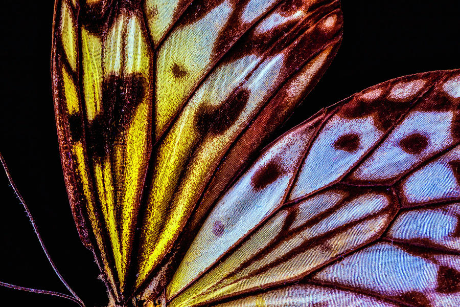 Close Up Butterfly Wing Photograph by Garry Gay