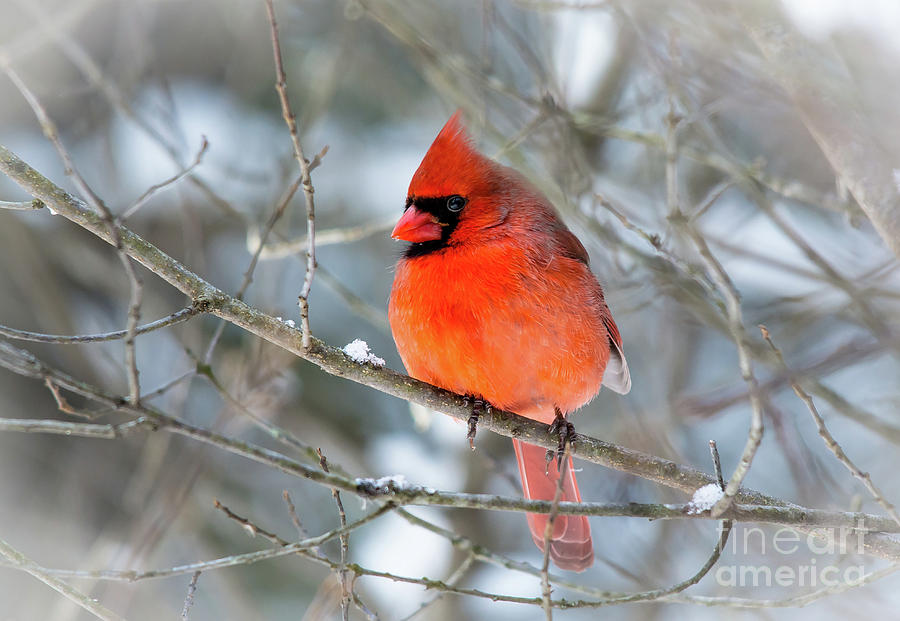 Close up Cardinal Photograph by Cheryl Baxter