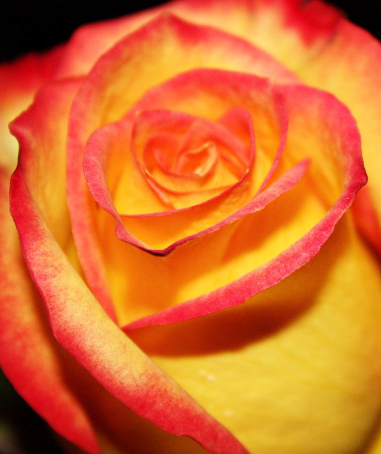 Rose Photograph - Close-up by Cathie Tyler