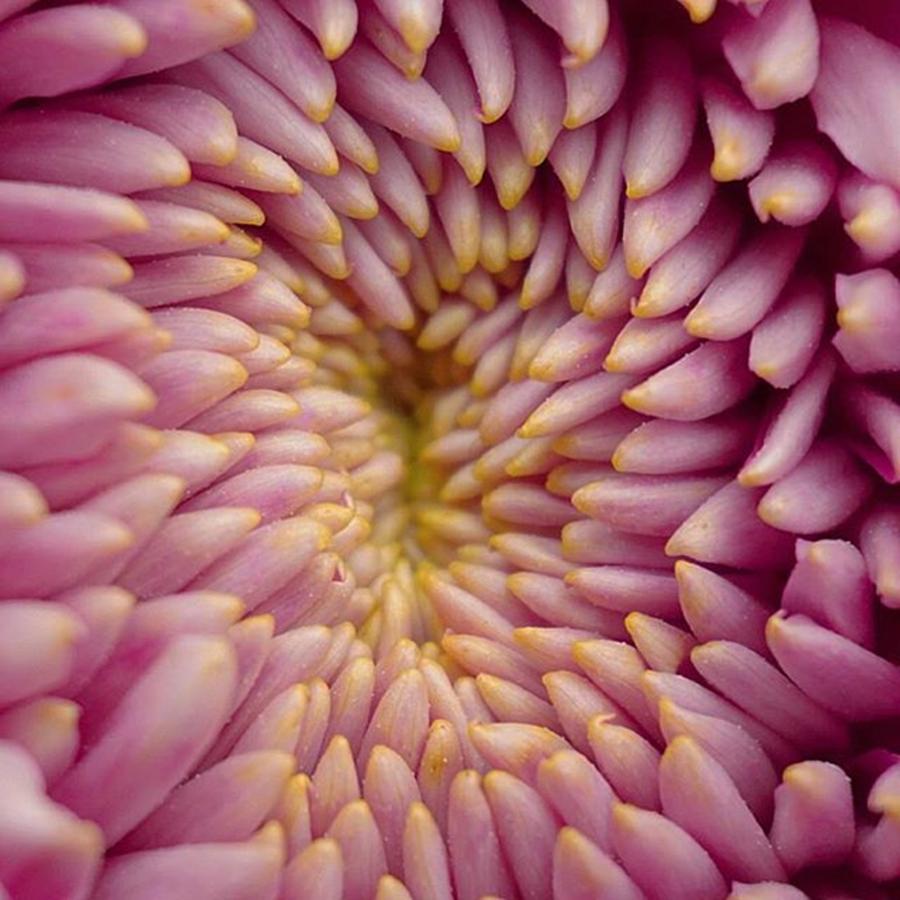 Close Up Chrysanthemum Photograph by Sungi Verhaar