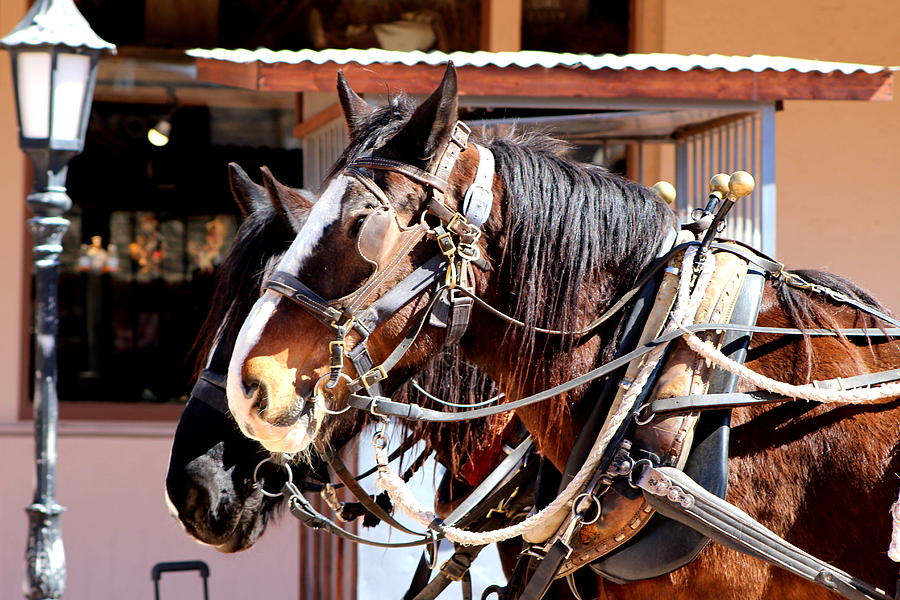 Close Up Clydesdale Horses Photograph by Colleen Cornelius