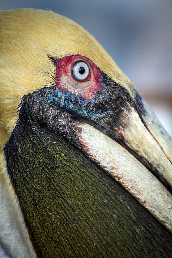 Close Up Colorful Pelican Marco Island Photograph by Toni Thomas