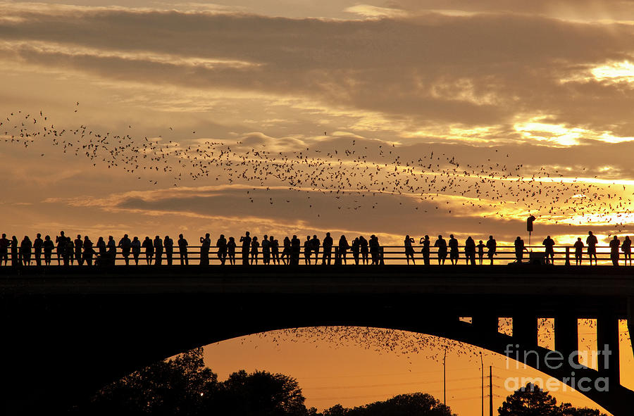 Congress Avenue Bridge Photograph - Close up Congress Avenue Bat Bridge as 1.5 million bats take flight during spectacular golden sunset by Dan Herron