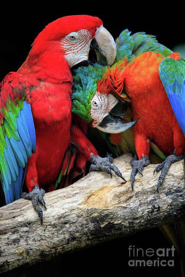 Bird Photograph - Close Up Couples Of Beautiful Of Scarlet Macaw Birds Peaning And by Suriya Silsaksom