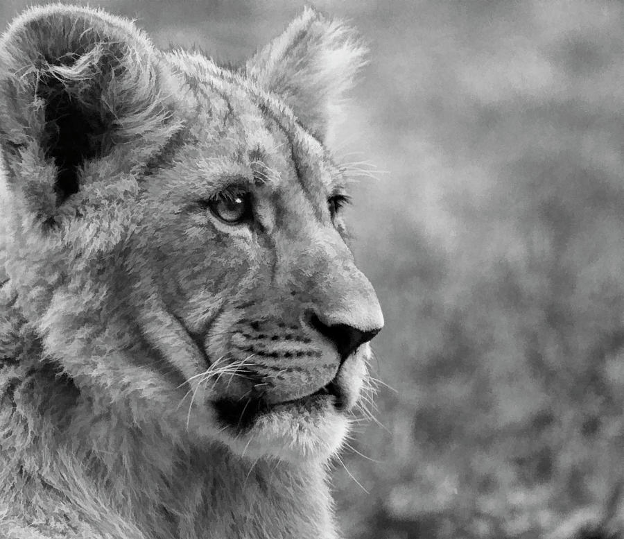 Close Up Cub Black and White Photograph by Steve McKinzie