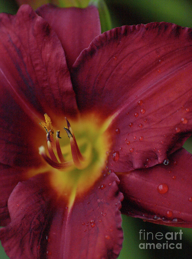 Close Up Day Lily Photograph by Vivian Martin