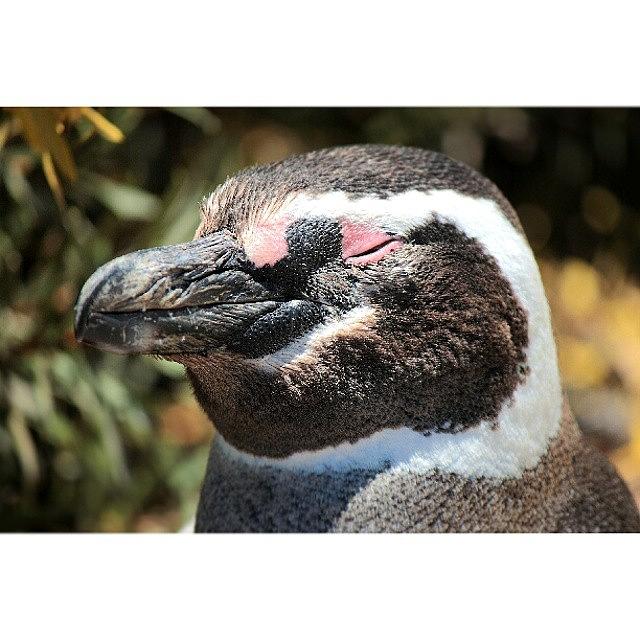 Igers Photograph - Close Up De Un Pingüino De Magallanes by Alejandro Fernandez