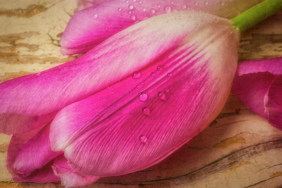 Tulip Photograph - Close Up Dewy Pink Tulip by Garry Gay
