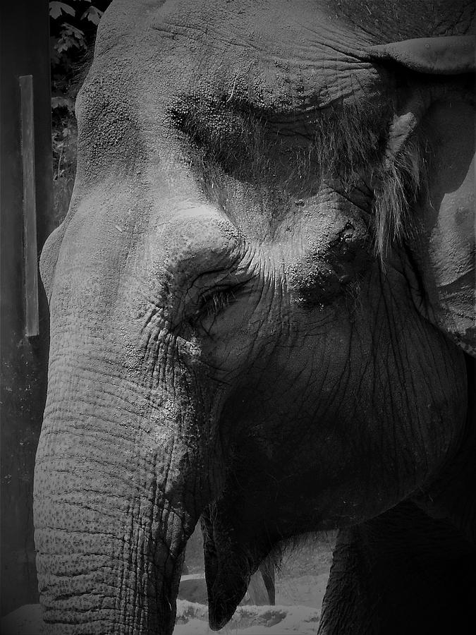 Close-up Elephant Photograph by Jenna Monroe - Fine Art America