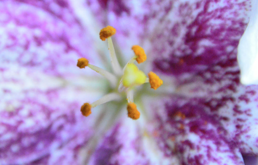 Close Up Flower Photograph