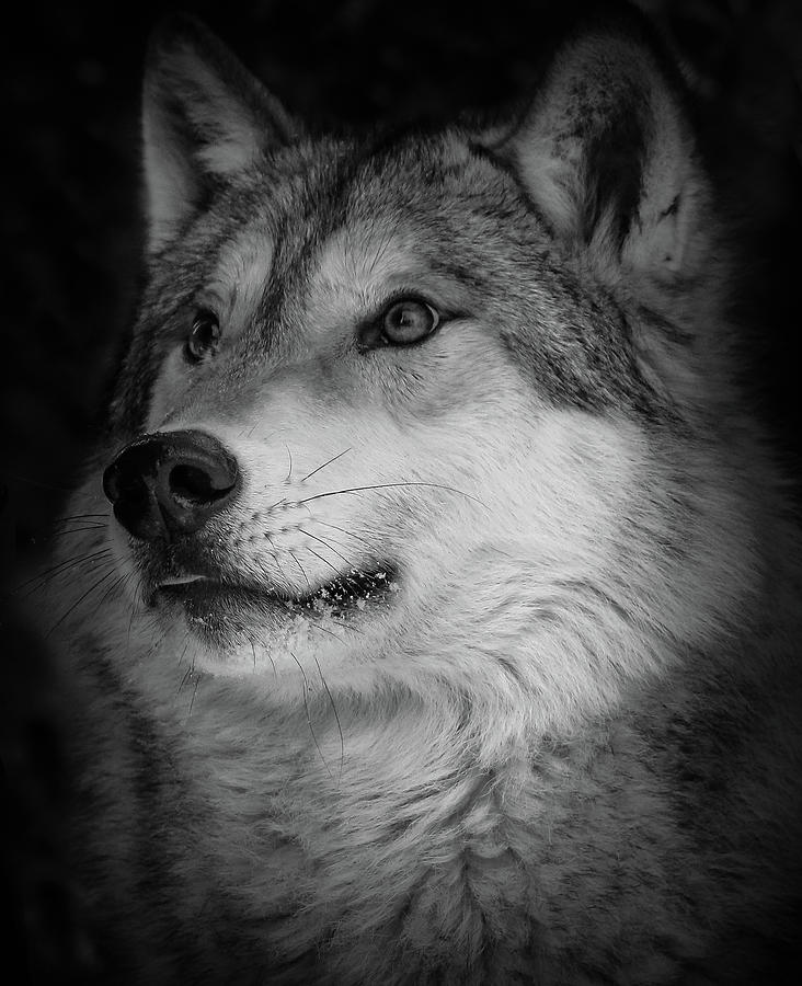Close Up Gray Wolf Photograph by Athena Mckinzie
