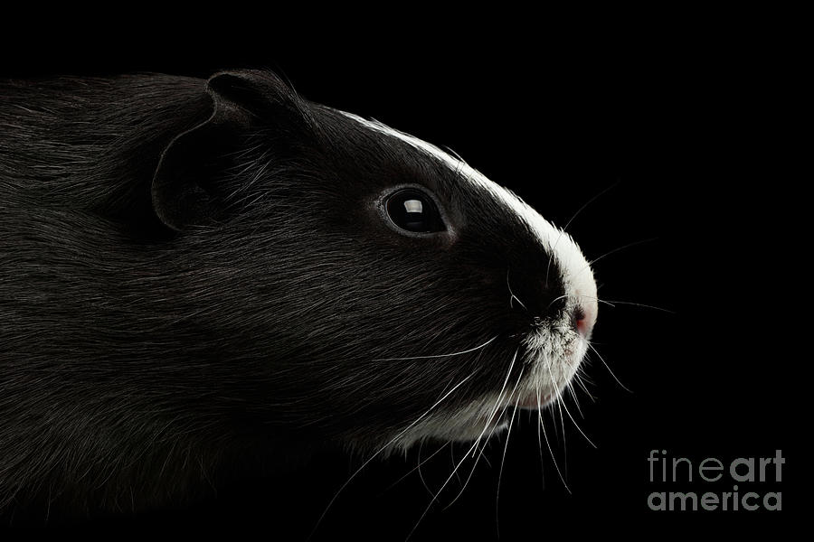 Pig Photograph - Close-up Guinea pig on isolated black background by Sergey Taran