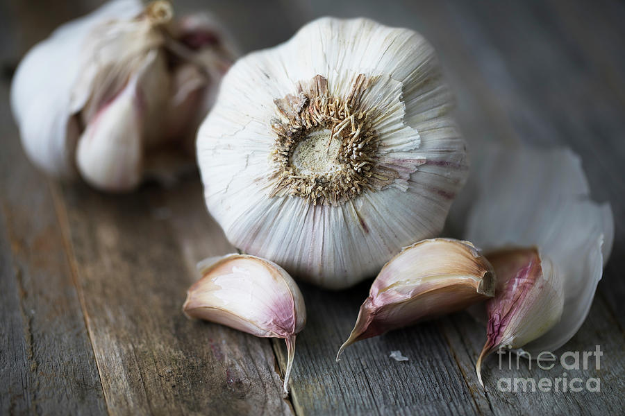 Close Up Head Of Garlic Photograph