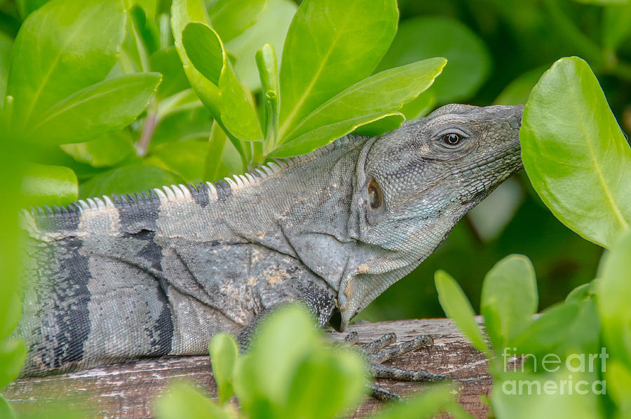 Close Up Iguana Photograph by Cheryl Baxter