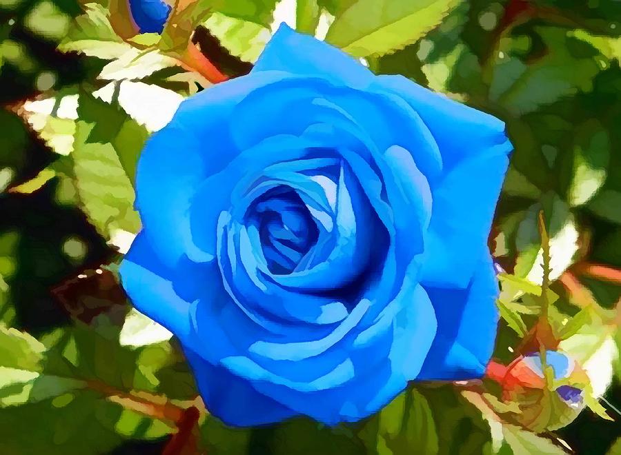 Close Up Image Of Beautiful Blue Rose Painting by Lanjee Chee