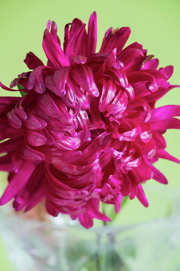 Close-up Image Of The Flower Aster Photograph