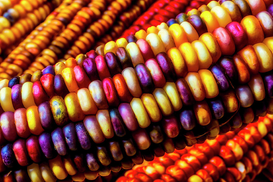 Close Up Indian Corn Photograph by Garry Gay
