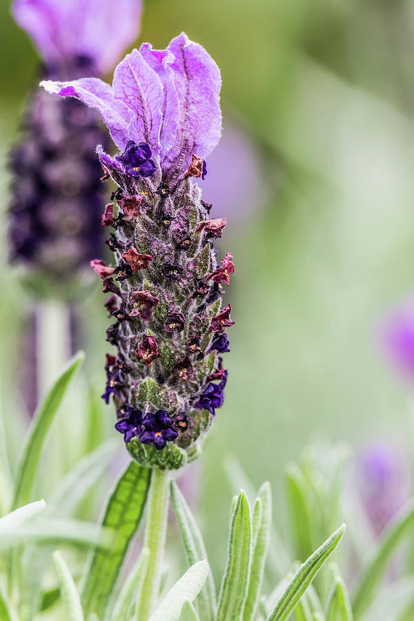 Close Up Of Lavender Flowers Photograph
