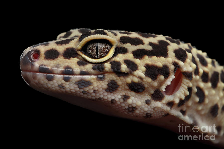 Close-up Leopard Gecko Eublepharis macularius Isolated on Black Background Photograph by Sergey Taran