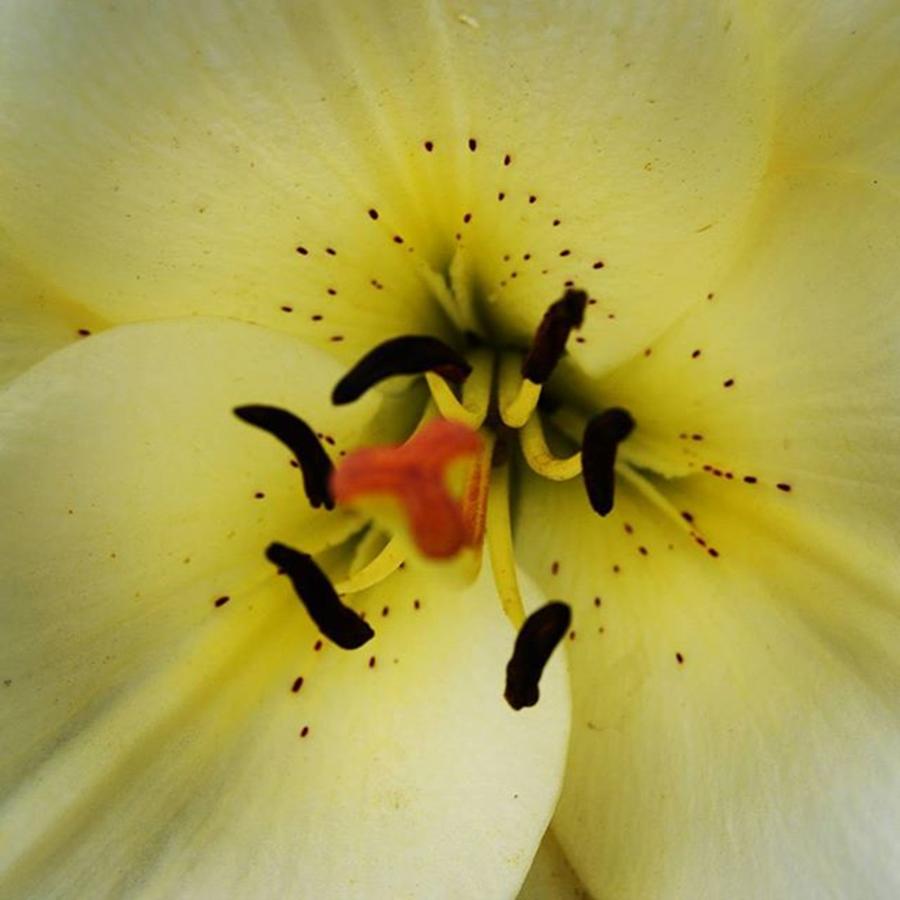 Wildlife Photograph - Close Up Lilly If You Want To See Some by Richard Atkin