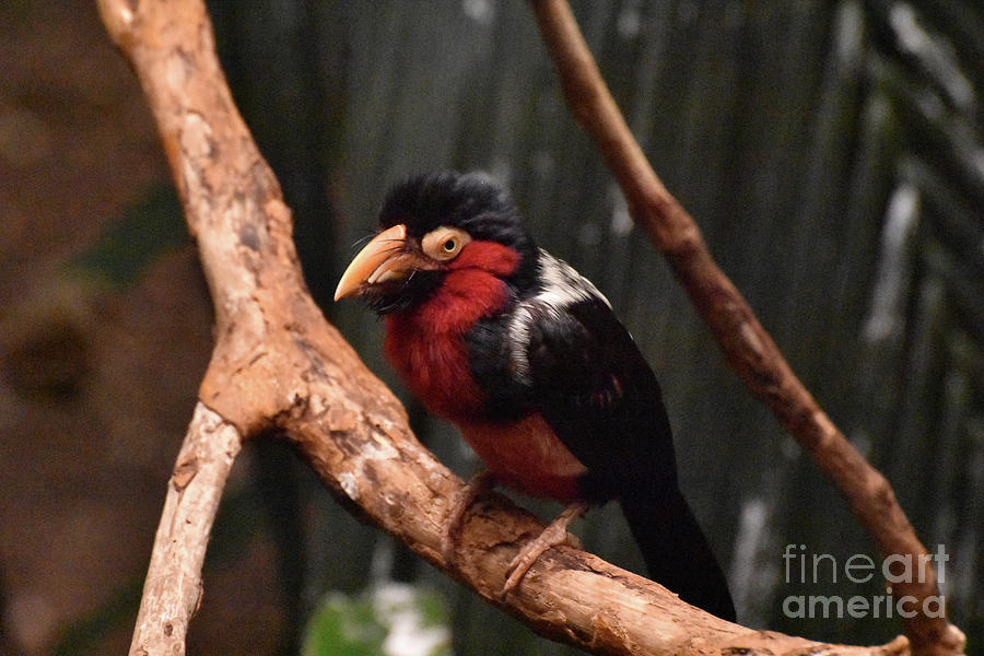 Close Up Look at a Black and Red Tropical Bird Photograph by DejaVu Designs