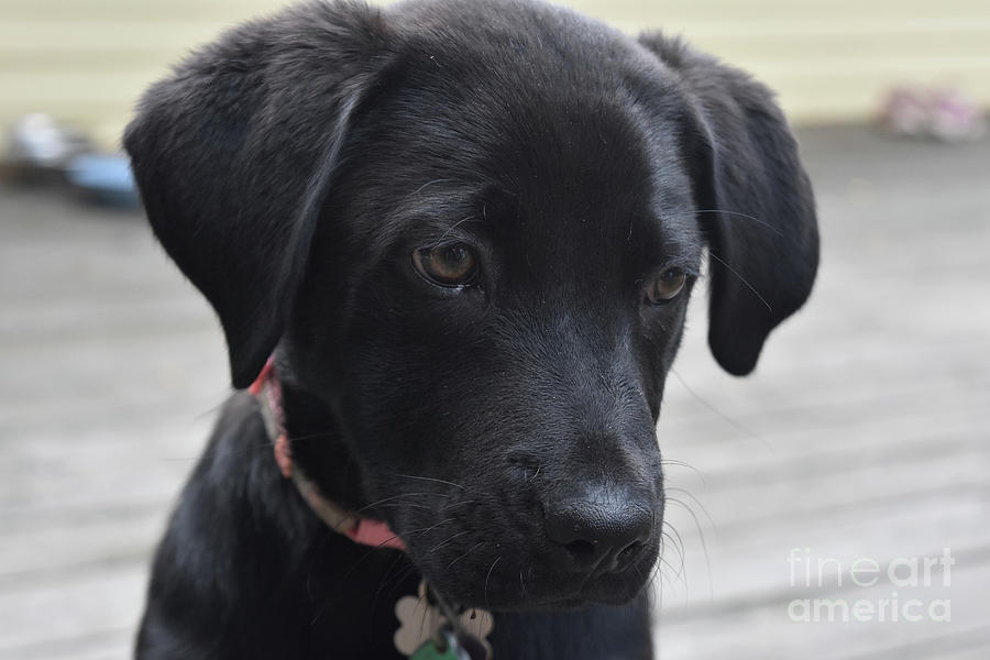 Close Up Look at a Black Labrador Retriever Pup Photograph by DejaVu Designs