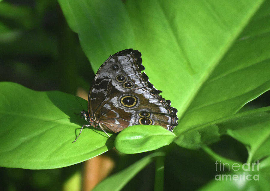 Close Up Look at a Blue Morpho Butterfly on Green Leaves Photograph by ...