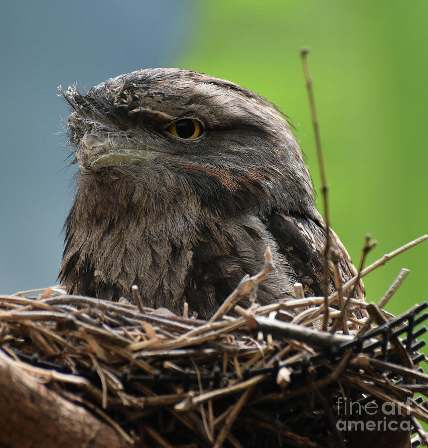 Close Up Look at a Tawny Frogmouth Sitting in a Nest Photograph by DejaVu Designs