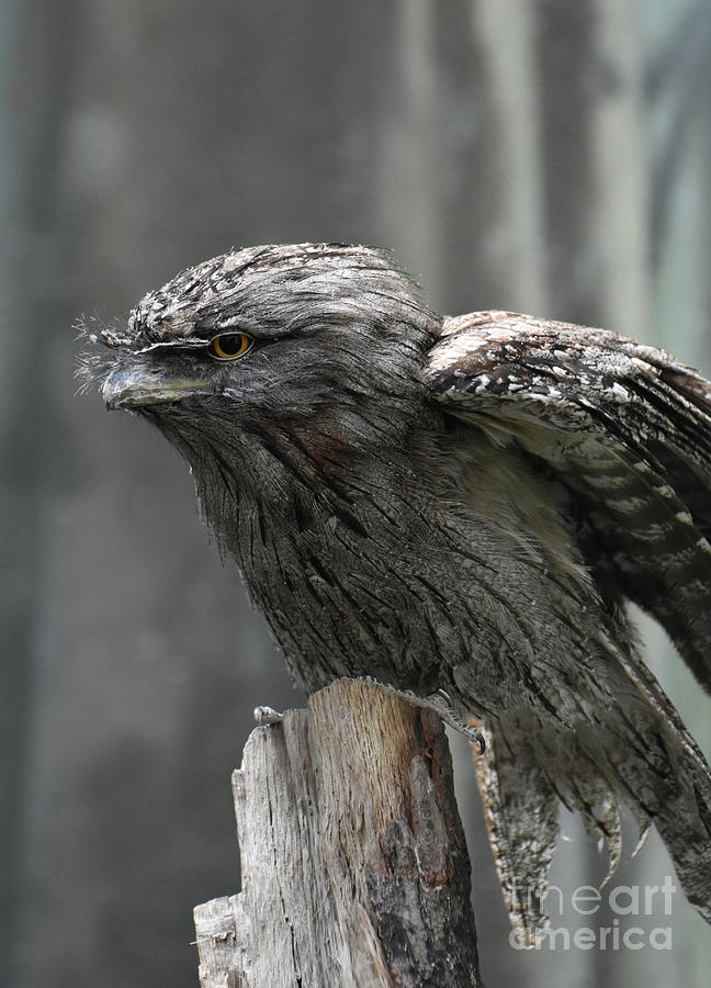 Close Up Look at a Tawny Frogmouth with Wings Parially Extended Photograph by DejaVu Designs