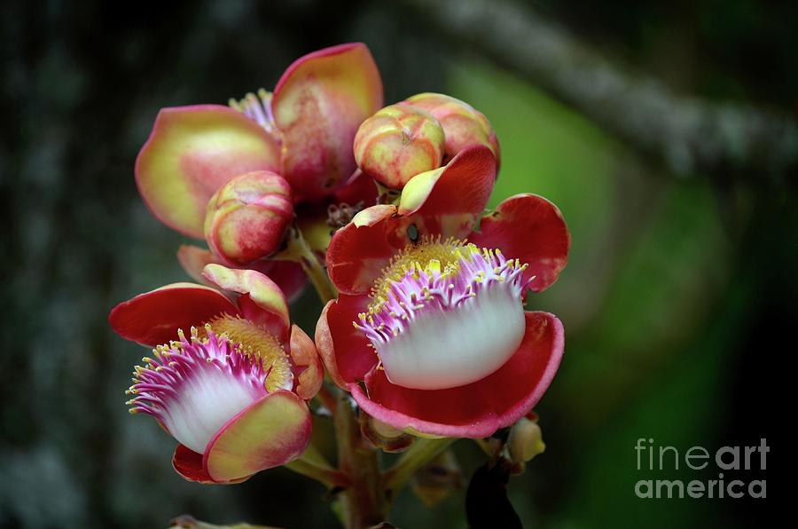 Flower Photograph - Close-up macro of flower and fruit of Cannonball tree by Imran Ahmed