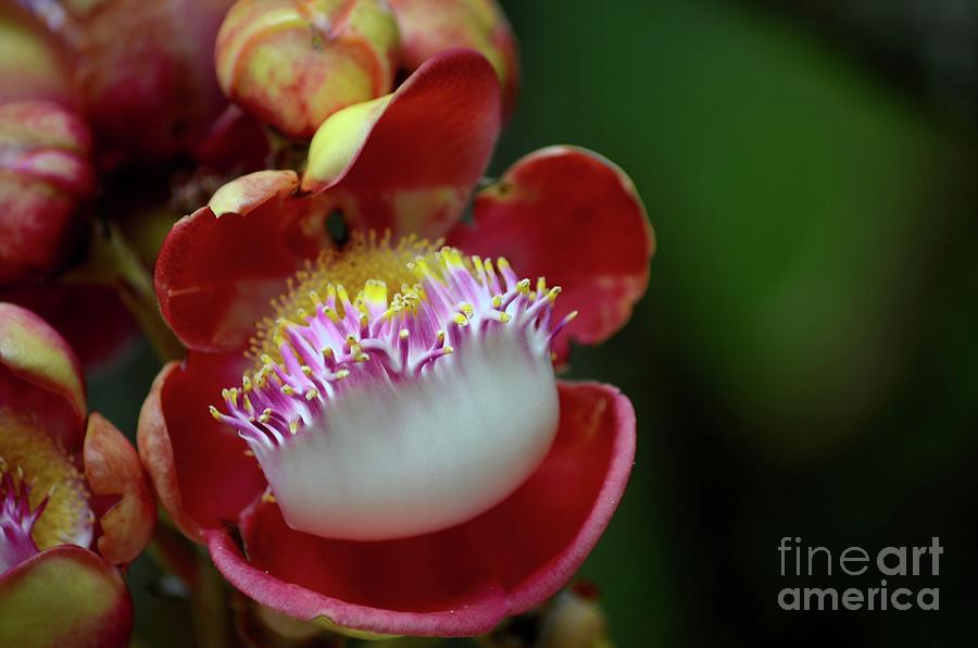 Close-up macro of flower of Cannonball tree  Photograph by Imran Ahmed