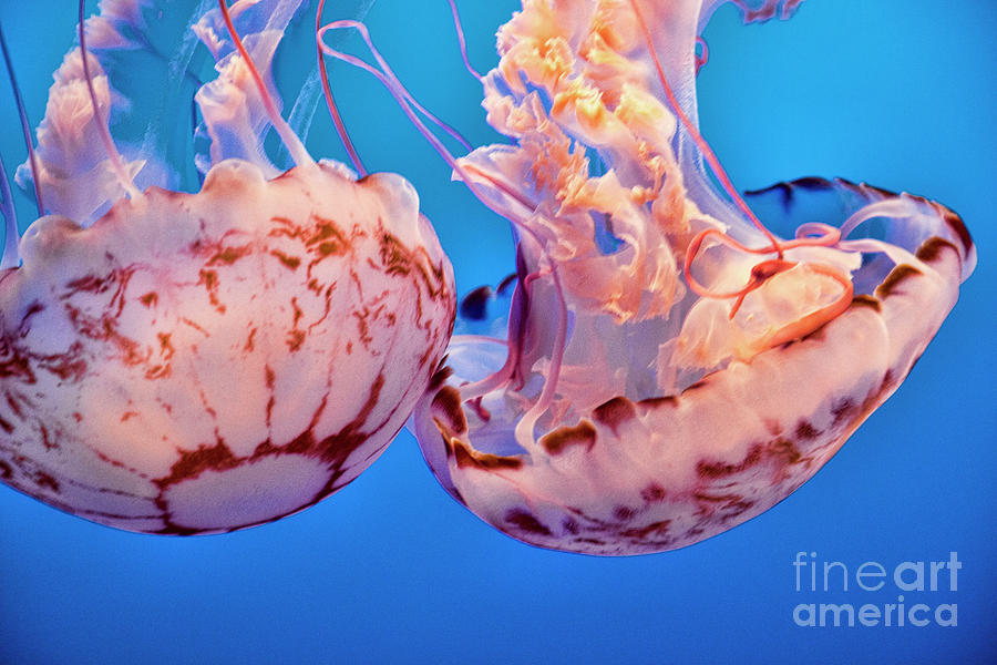 Close Up Monterey Jelly Aquarium  Photograph by Chuck Kuhn