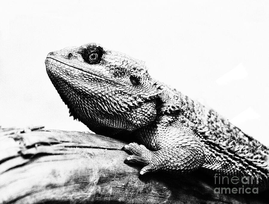 close up of a Bearded Dragon Photograph by Ruth Jolly